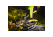 Bypass Pruning Shears STRONG GX thumbnail