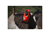 Помпа водна потопяема&nbsp; 900W 1" 250L/min 8,5m 35mm RAIDER RD-WP68 thumbnail