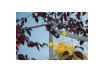 Foarfeca pentru crengi cu maner curbat 720mm 65Mn EASYCUT GX thumbnail