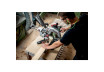 KGS 18 LTX BL 254 Cordless Mitre Saw thumbnail