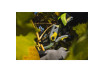 Foarfeca de gradina VINE GX thumbnail