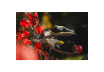 Ratcheting Anvil Pruning Shears STRONG GX thumbnail