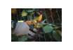 Bypass Pruning Shears ZENSHI GX thumbnail